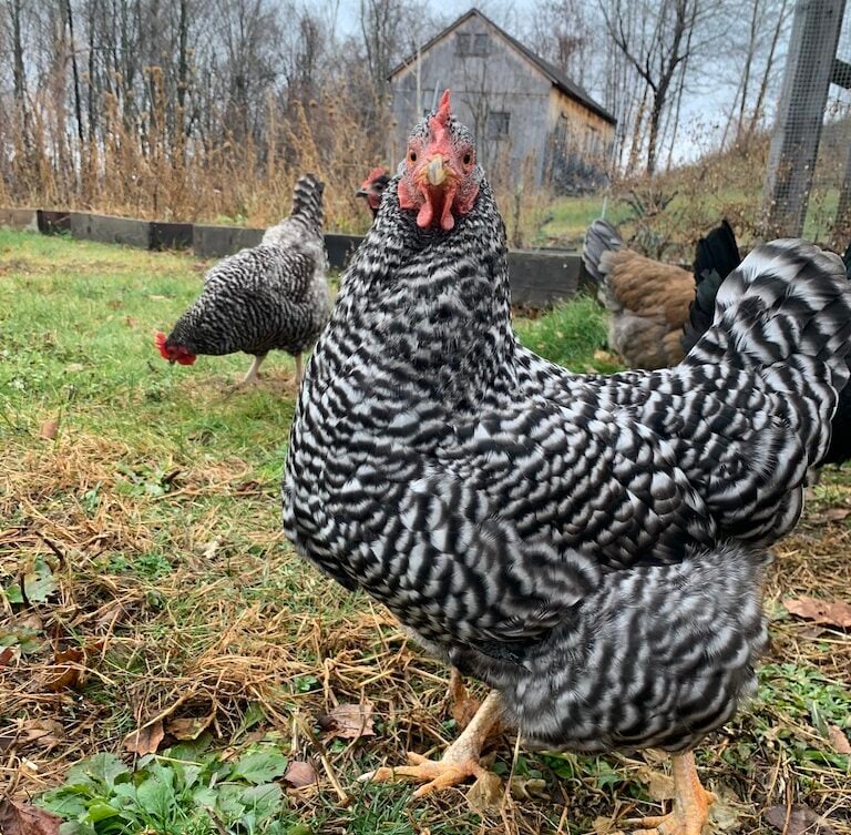 Chicken staring at camera