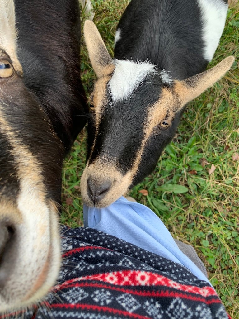 Newton chewing shirt