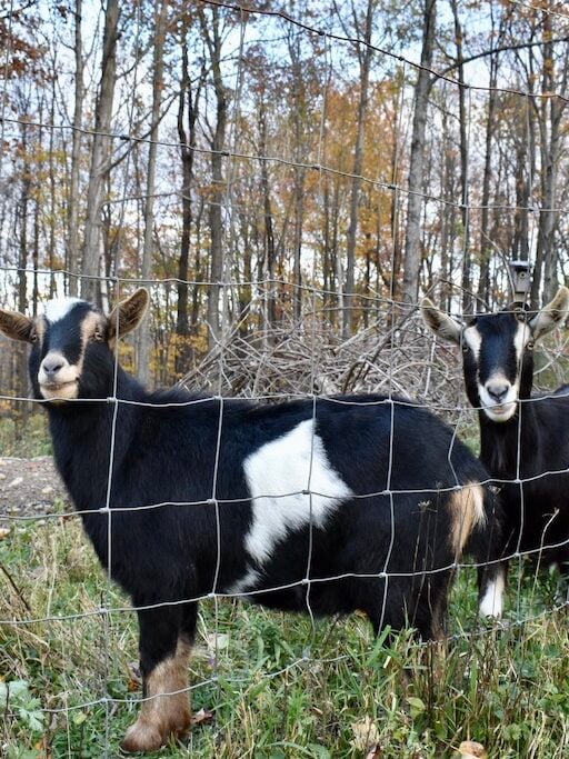 Goats Penelope and Newton standing