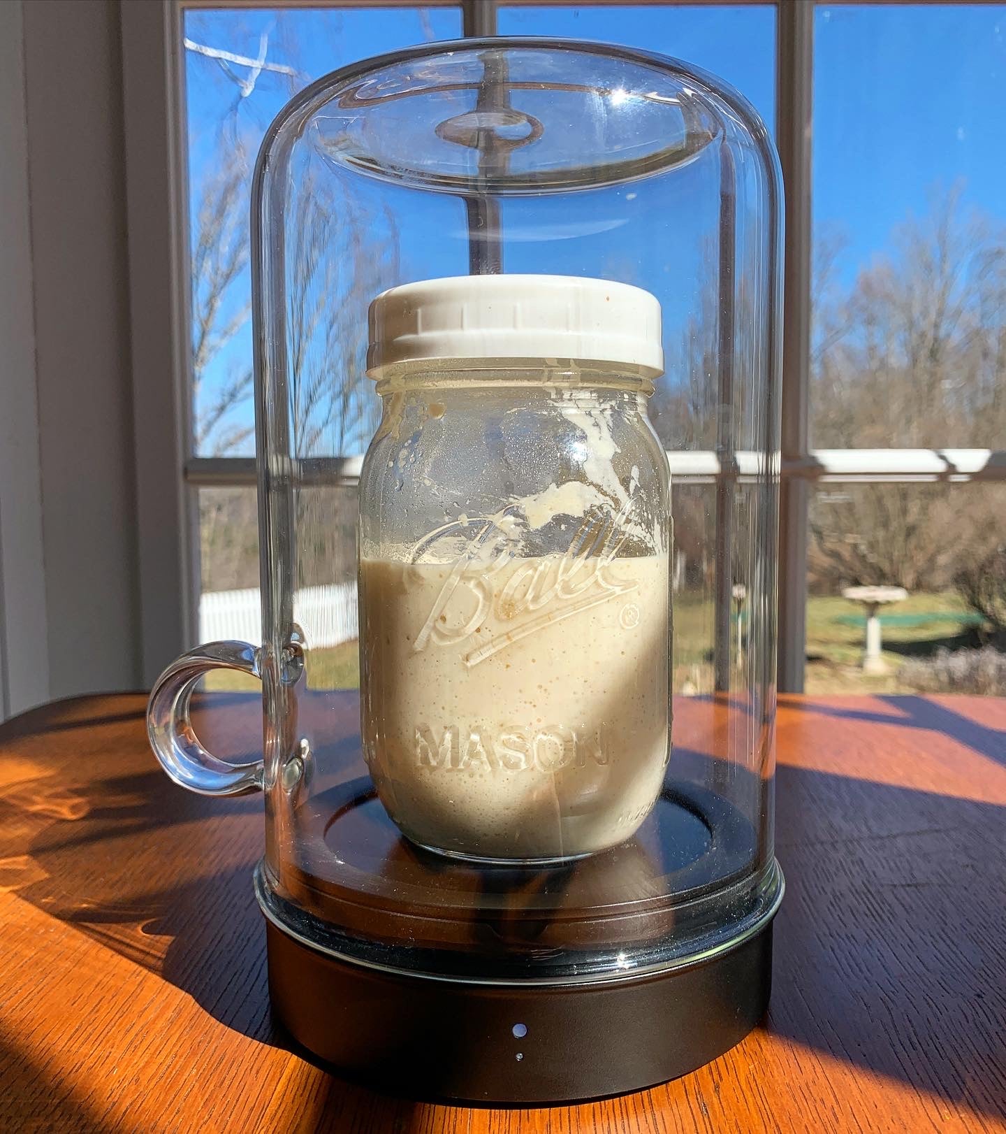 Sourdough starter in Goldie glass cloche