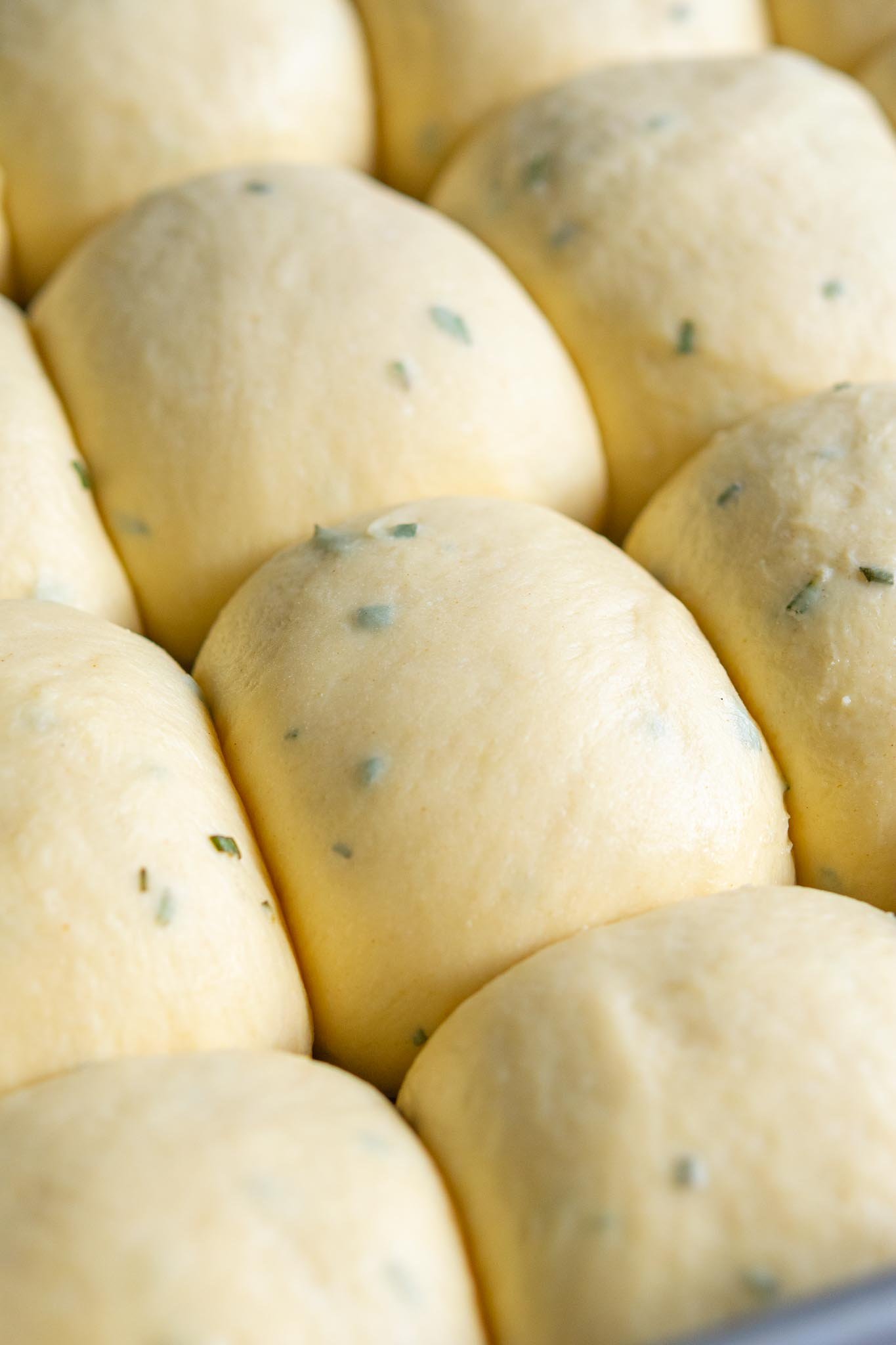 Sourdough dinner rolls with rosemary proofed in pan close up