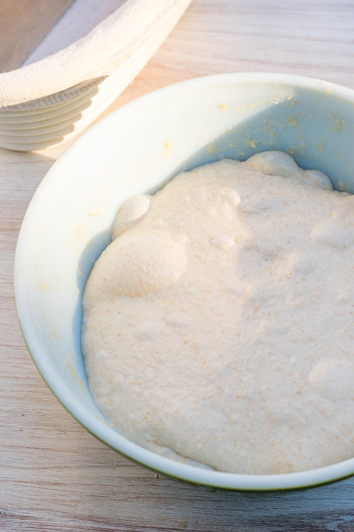 Beginner's einkorn sourdough bread in bowl at the end of bulk fermentation with visible bubbles and doubled in size.
