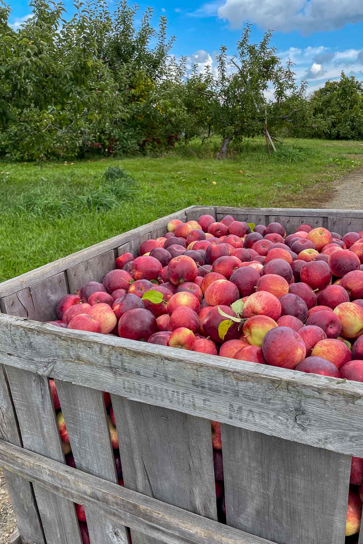Large crate full of red apples at an apple orchard.