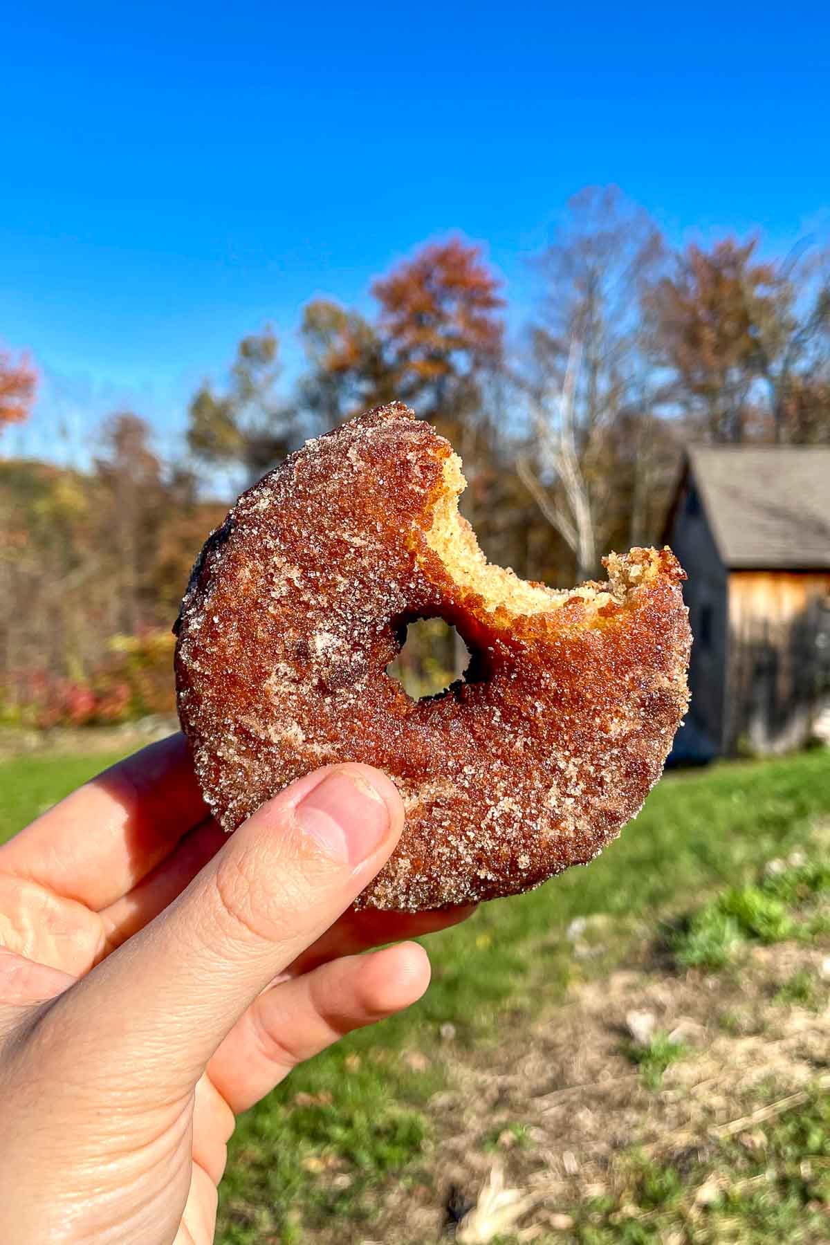 Hand holding a sourdough apple cider donuts with a bite taken out of it with a barn in the background.
