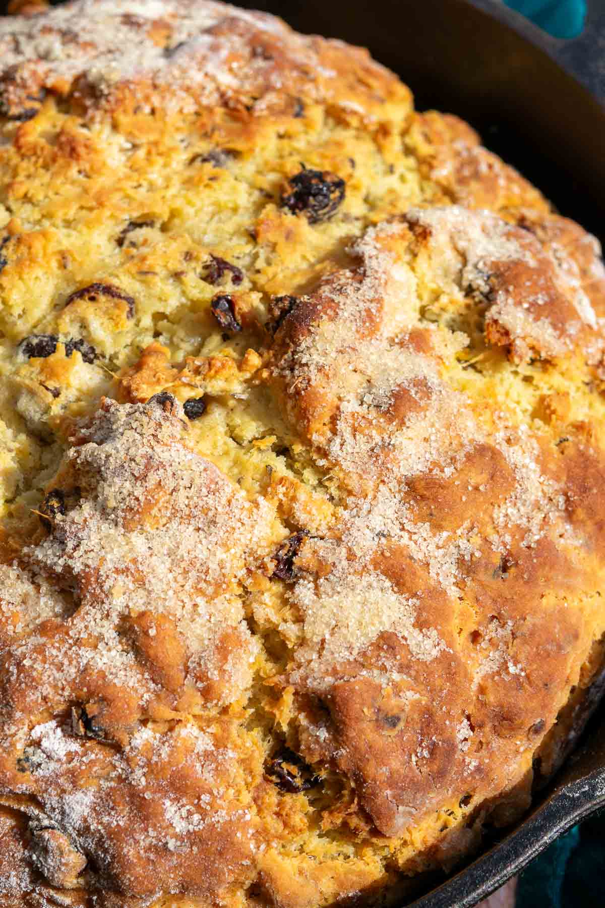 Close up of a baked Sourdough Irish soda bread with raisins and caraway seeds.