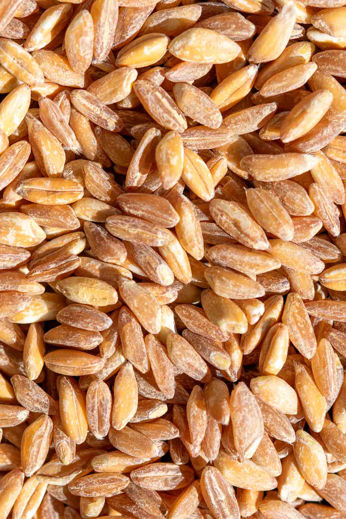 Close up of emmer or farro grain berries.
