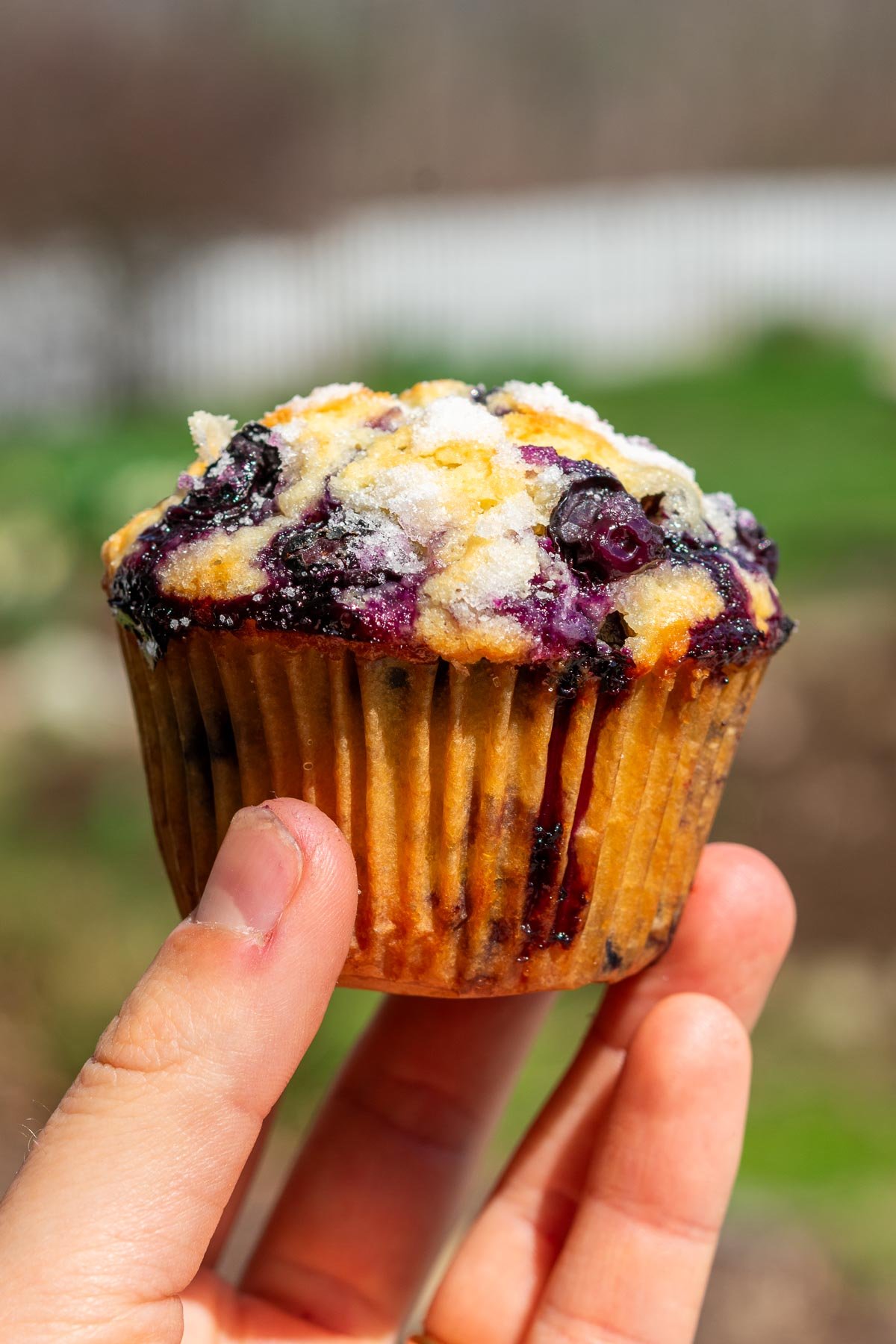 Hand holding a sourdough blueberry muffin.