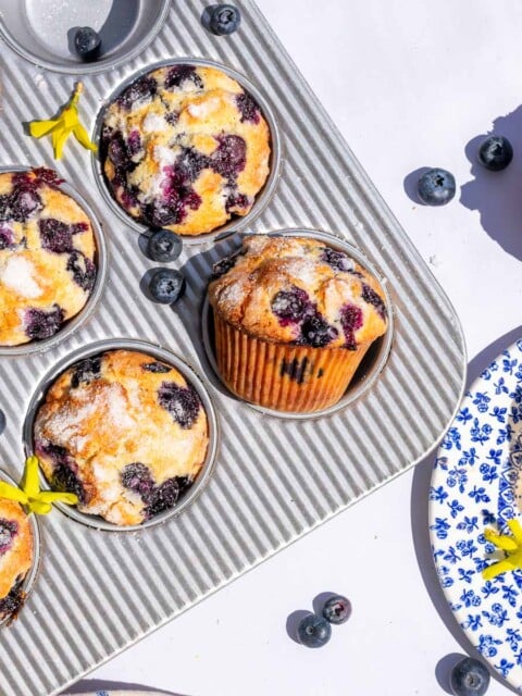 Sourdough blueberry muffins in a muffin pan and one with a bite taken out of it on a plate with fresh blueberries scattered around.