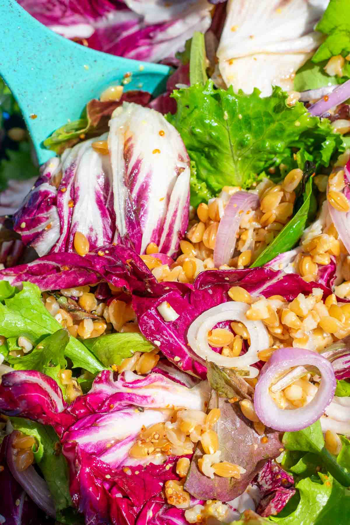 Tossing einkorn salad with radicchio and oranges and shallots in a bowl.
