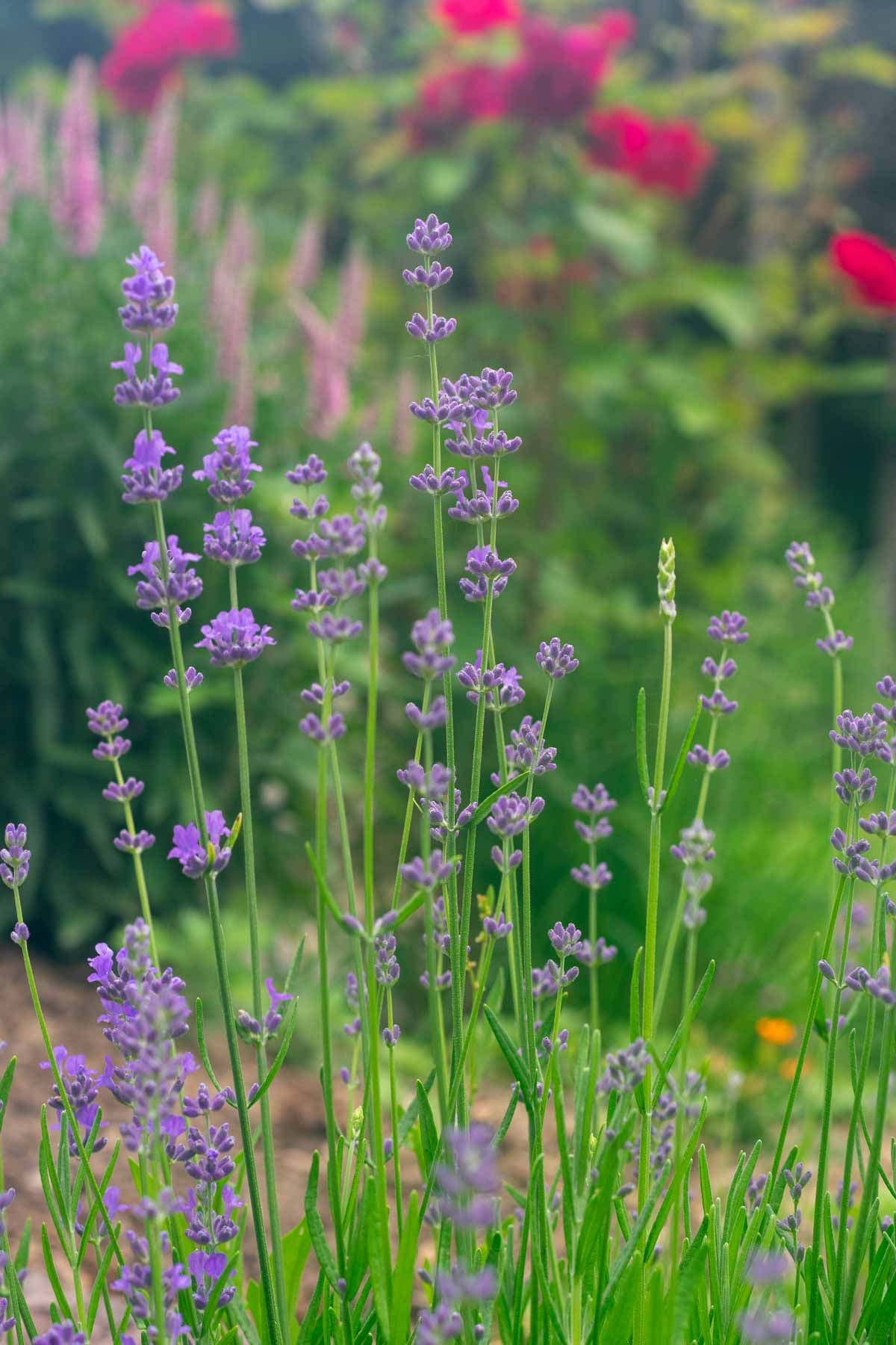 Lavender growing in garden.