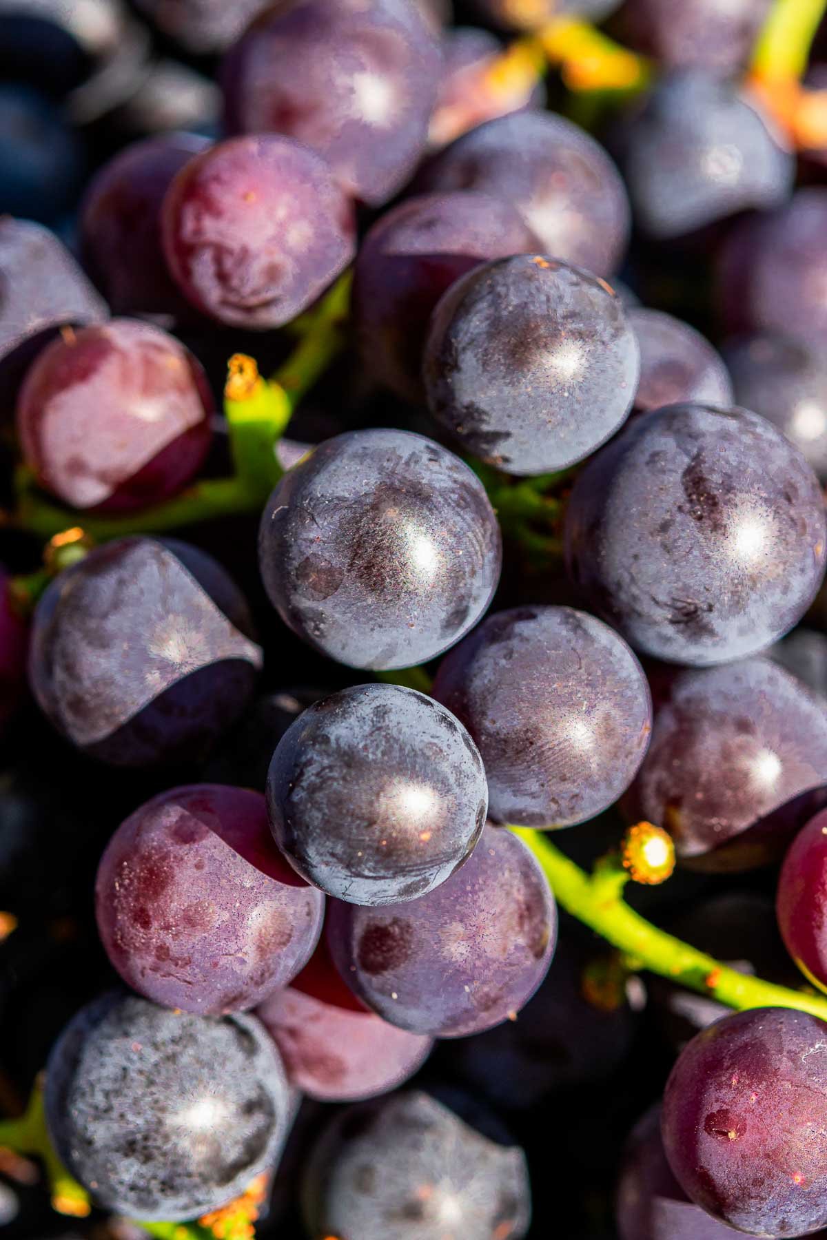 Close up of concord grapes