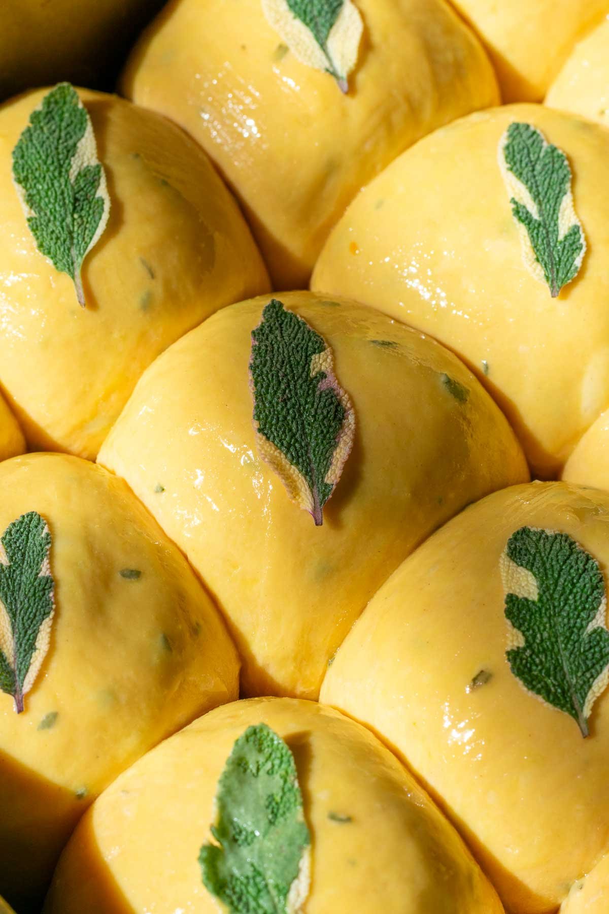 Sage leaves on top of proofed sourdough sweet potato dinner rolls before baking.