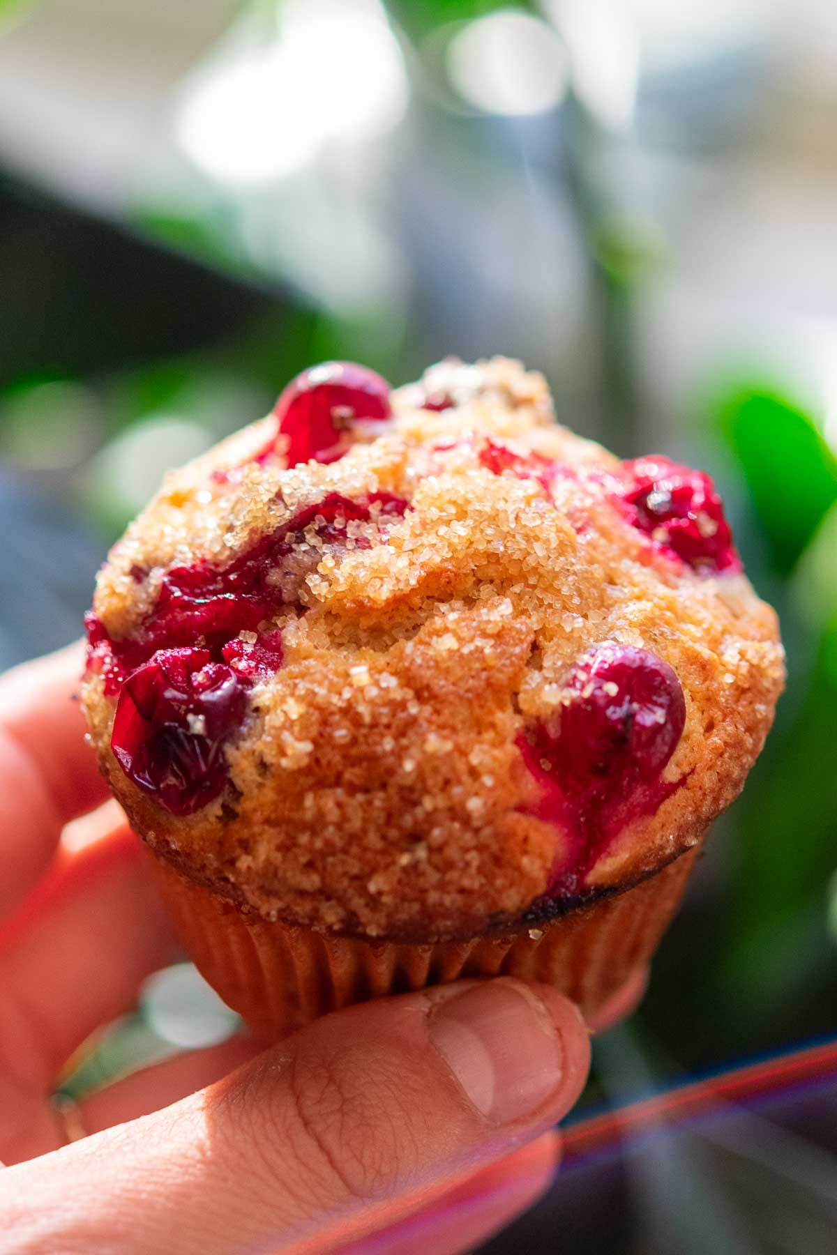 Hand holding a sourdough cranberry muffin.