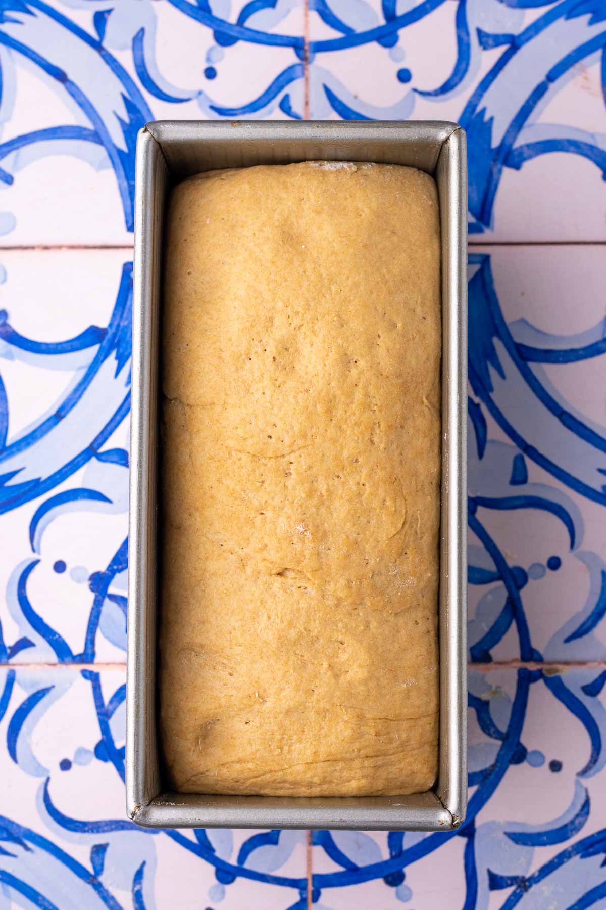 einkorn sourdough sandwich bread in bread pan at the end of final proofing.