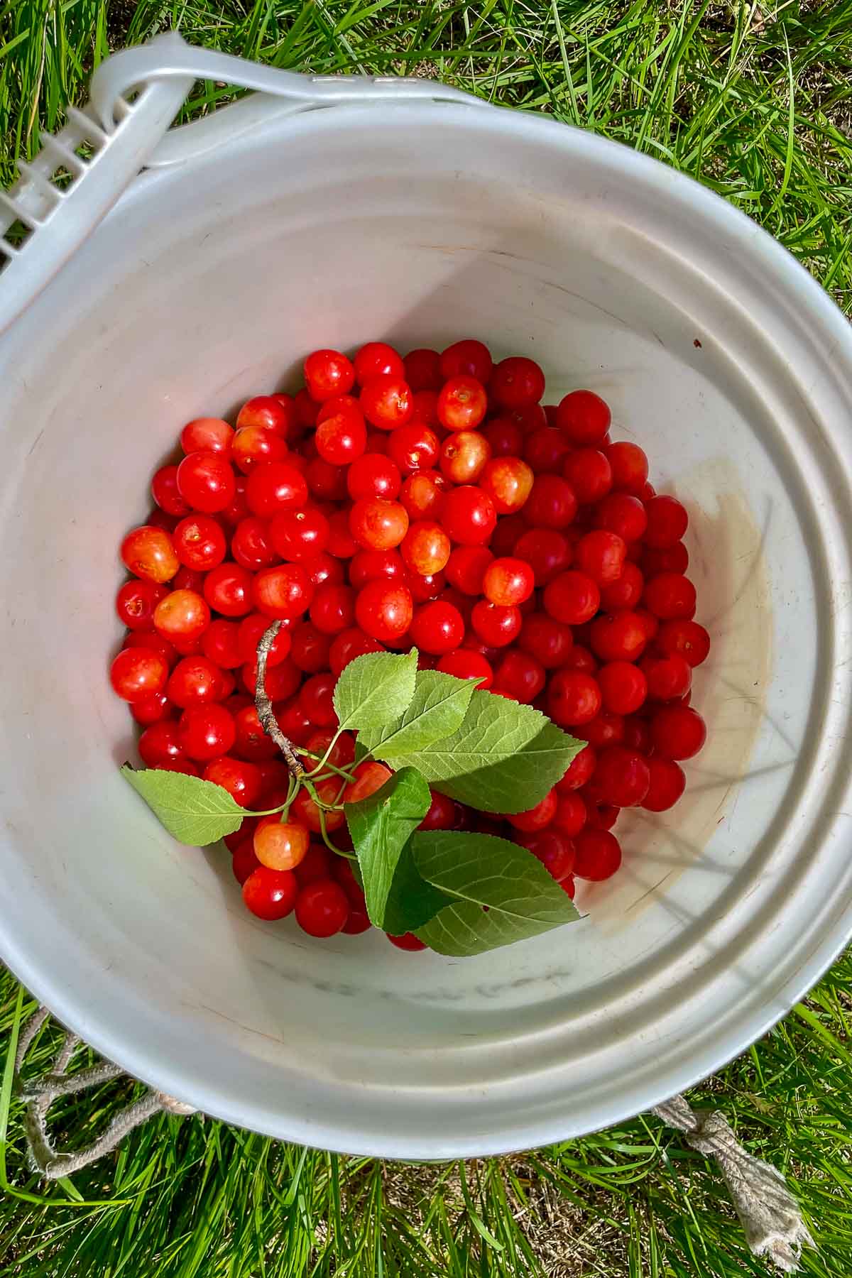 Buckwheat with freshly picked sour cherries.