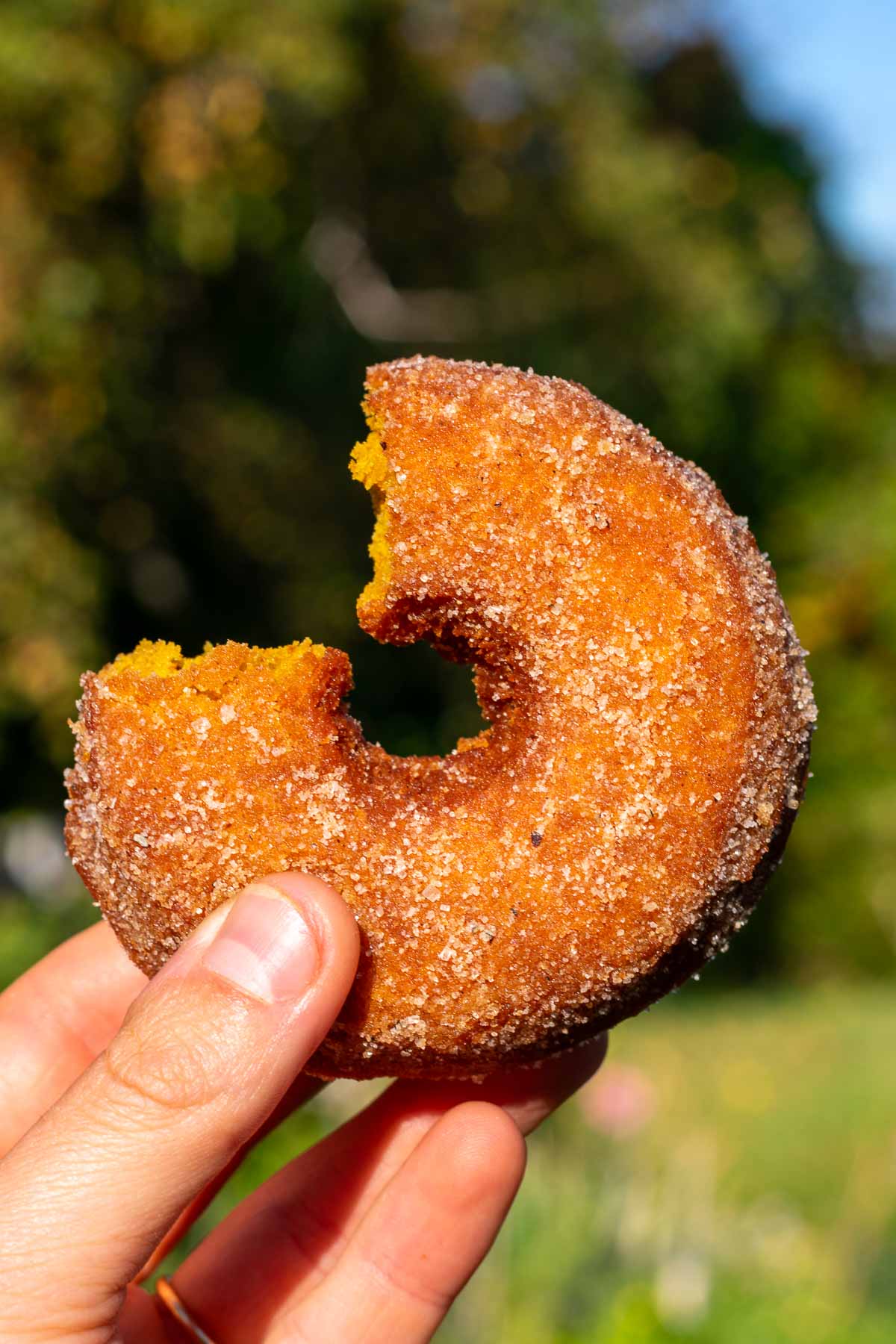Hand holding a sourdough pumpkin donut with a bite taken out of it.