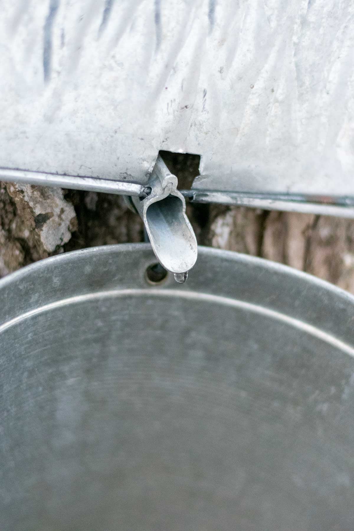 Maple sap dripping from a tree.