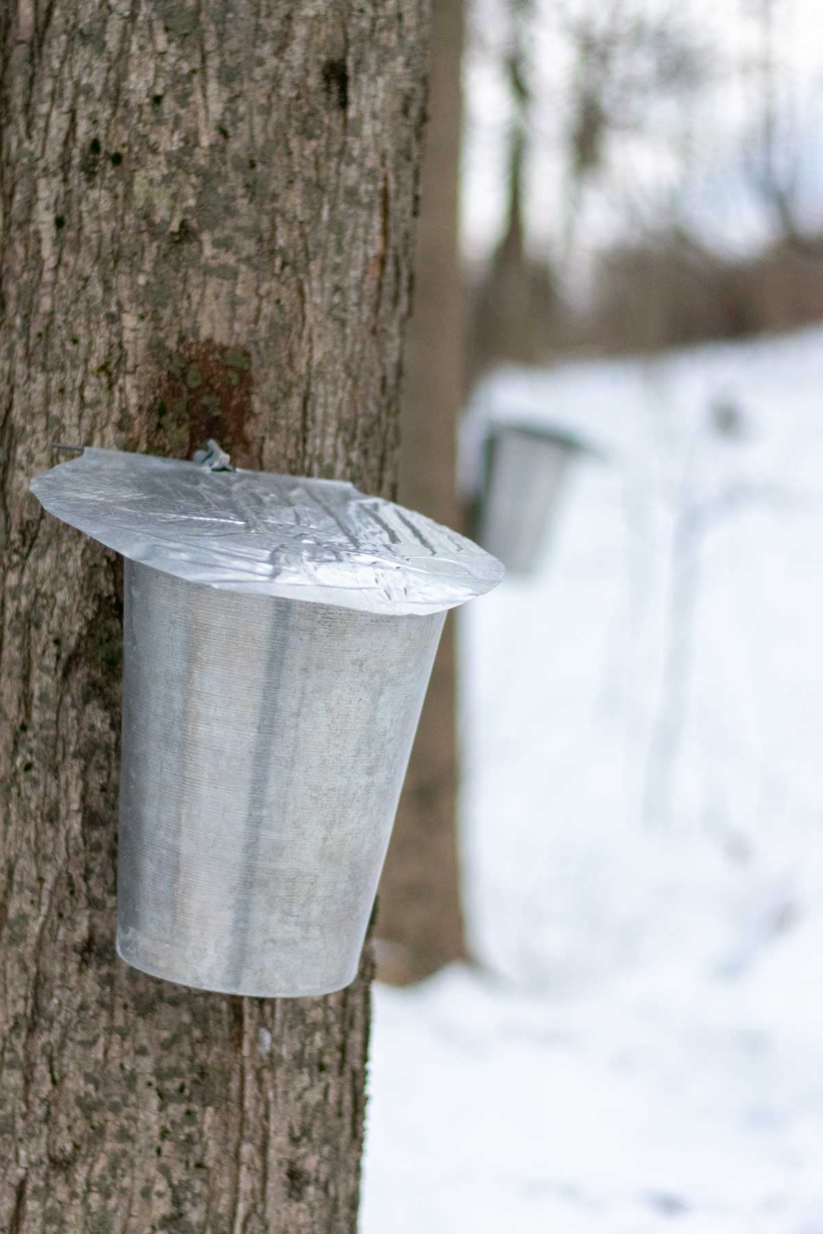 Tree taps on maple trees in the snow.