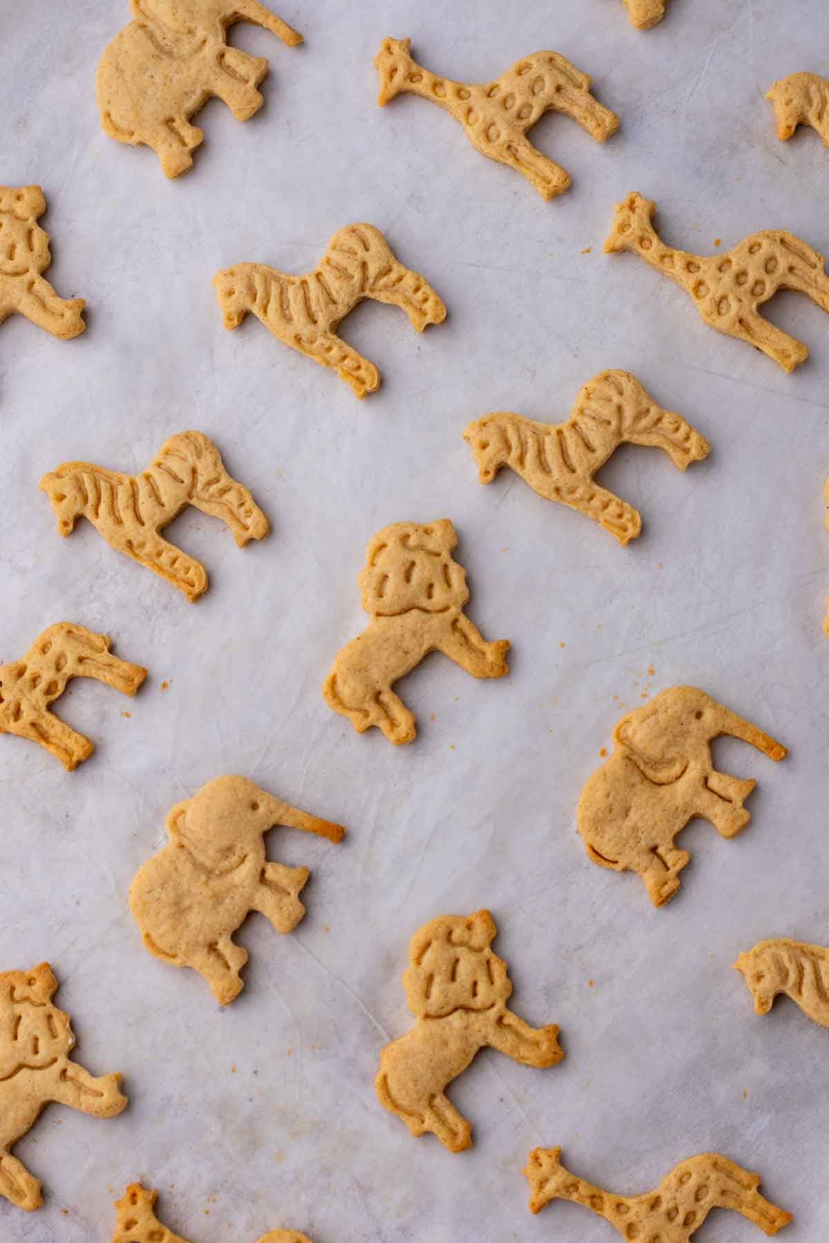 Baked sourdough animal crackers on a sheet pan with parchment paper.
